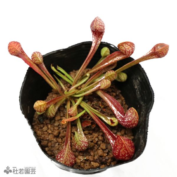 水生植物】サラセニア プシタシナ12cmポット【食虫植物】 | 杜若園芸