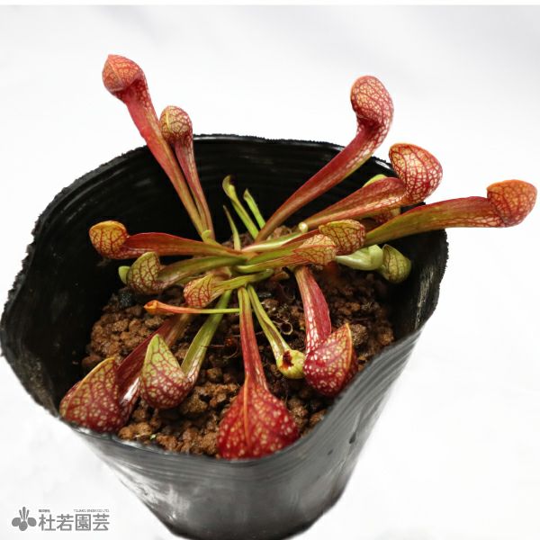 水生植物】サラセニア プシタシナ12cmポット【食虫植物】 | 杜若園芸