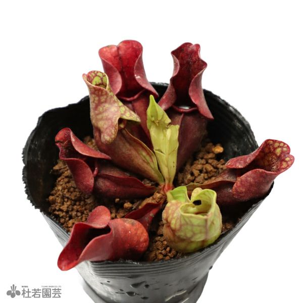 水生植物】サラセニア プルプレア12cmポット【食虫植物】 | 杜若園芸
