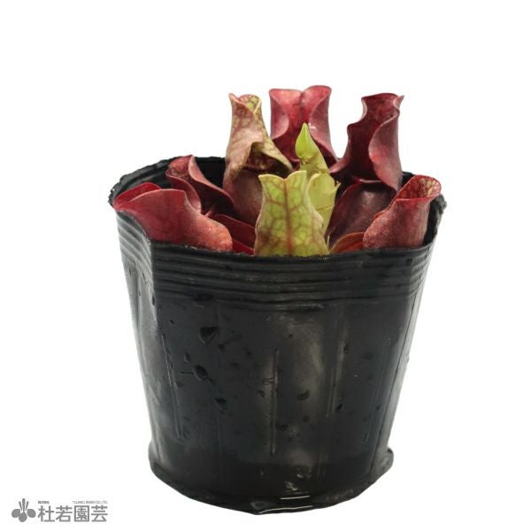 水生植物】サラセニア プルプレア12cmポット【食虫植物】 | 杜若園芸