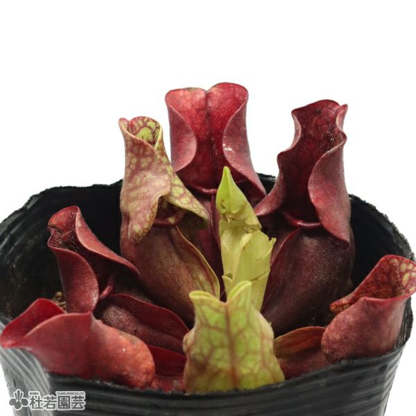 水生植物】サラセニア プルプレア12cmポット【食虫植物】 | 杜若園芸