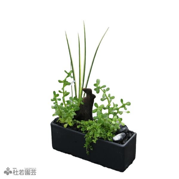 浄化石入り 水中箱庭水草（大） | 杜若園芸WEBショップ｜水草の生産