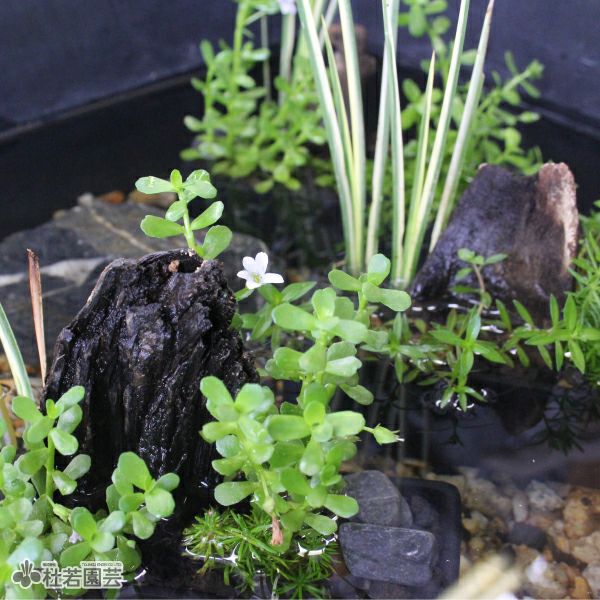 水中横長アレンジミニ | 杜若園芸WEBショップ｜水草の生産販売【通販