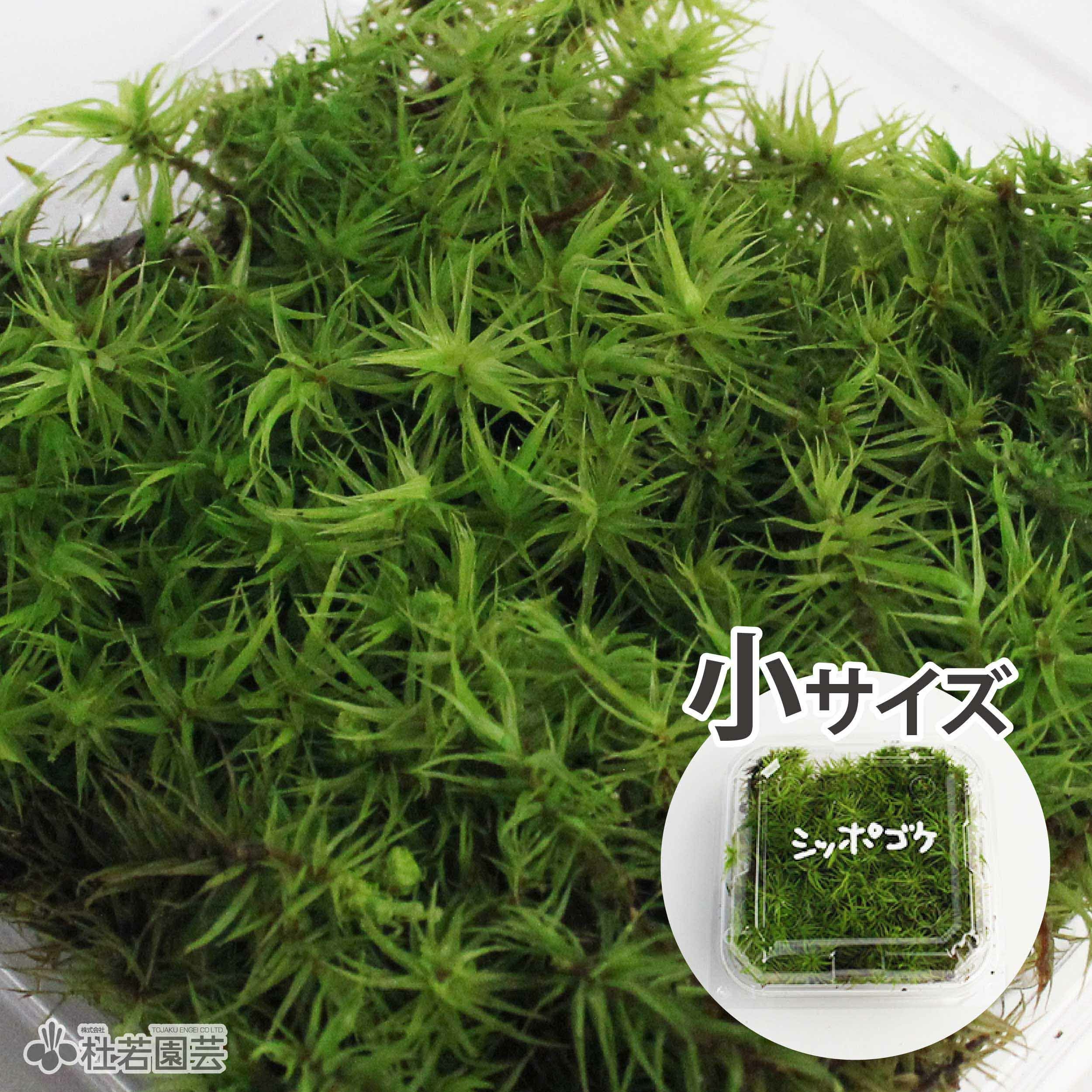 苔多種類 000000003040-01.jpg?size=l&w=