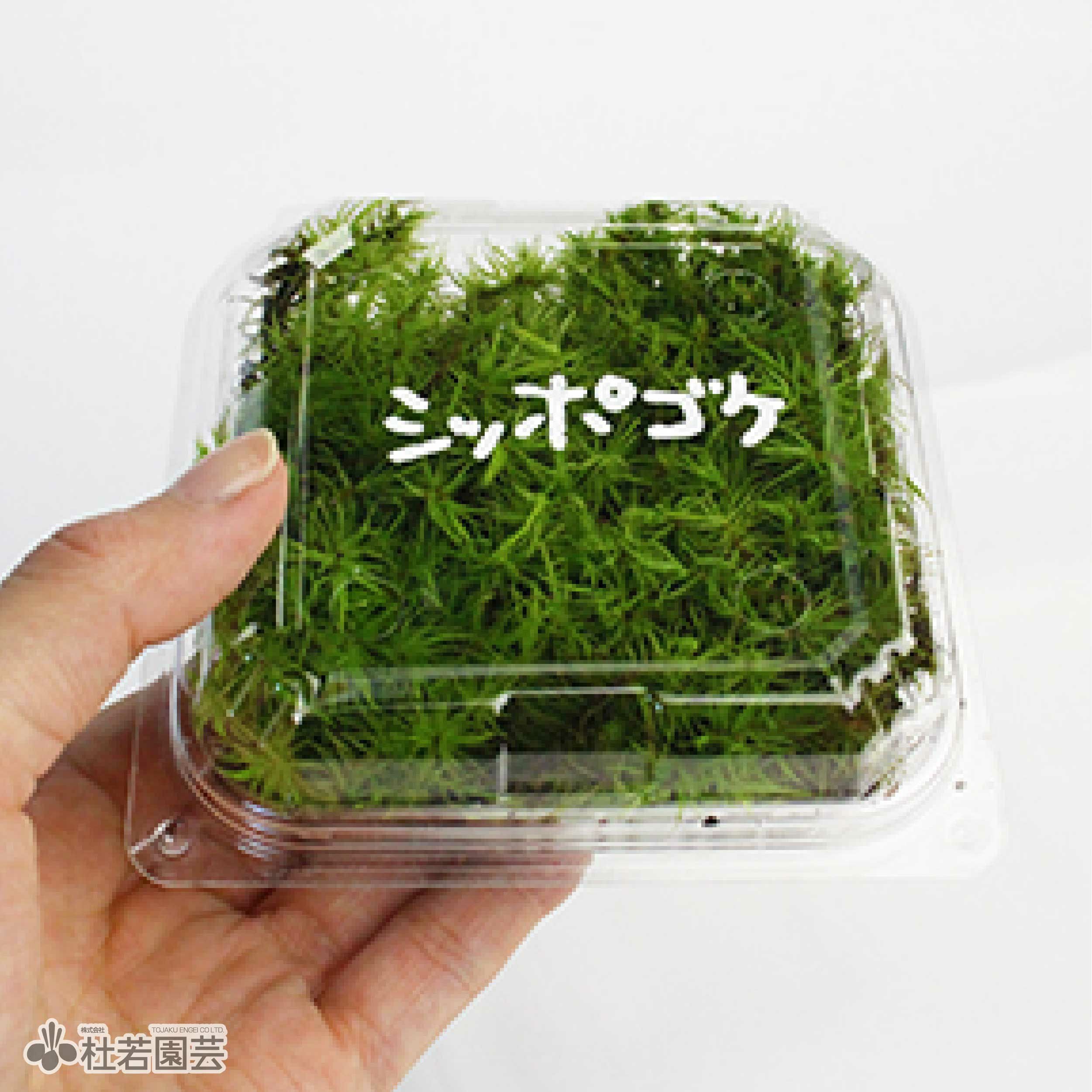 苔品種 シッポゴケ（小）【苔、コケ、こけ】 | 杜若園芸WEBショップ