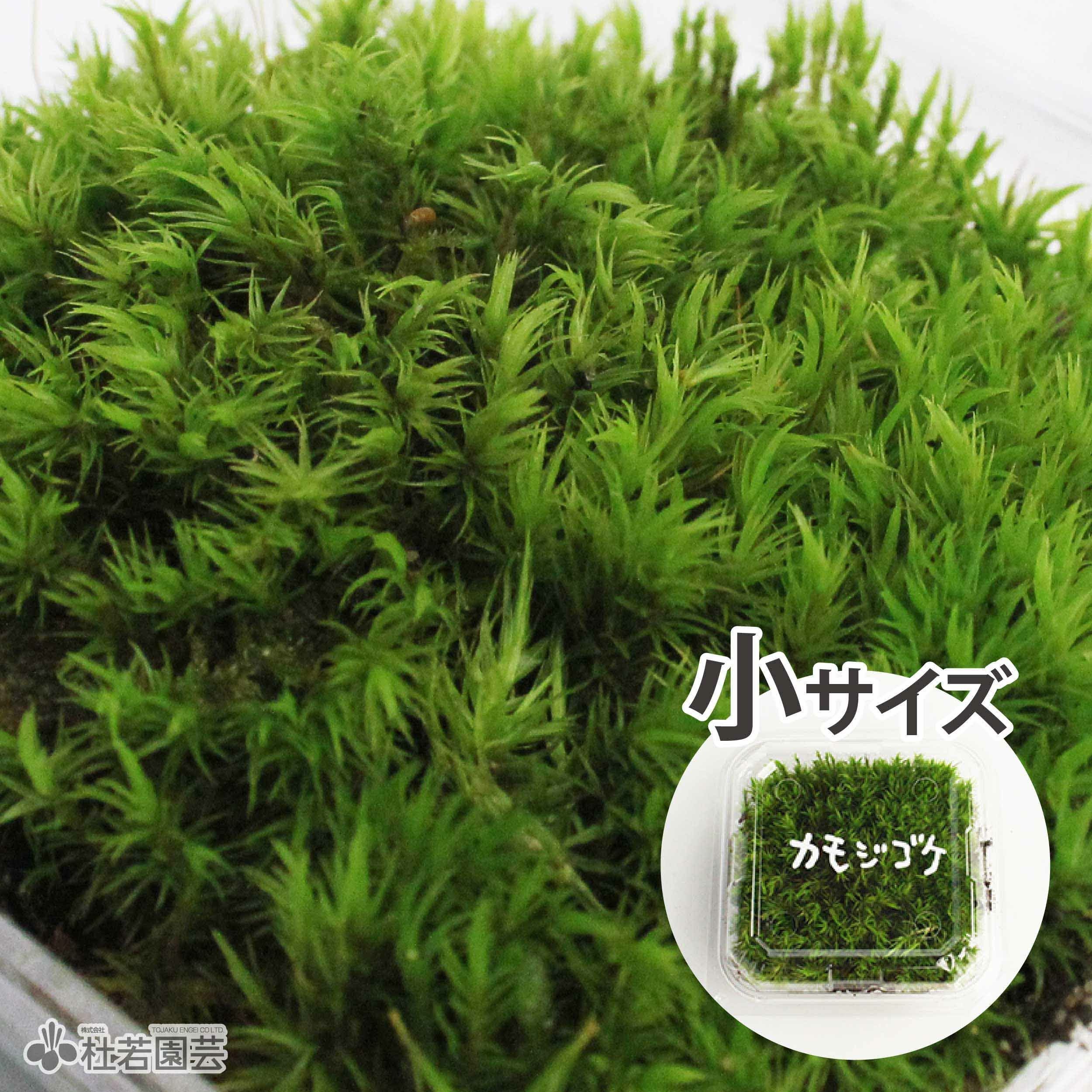 苔品種 カモジゴケ（小）【苔、コケ、こけ】 | 杜若園芸WEBショップ