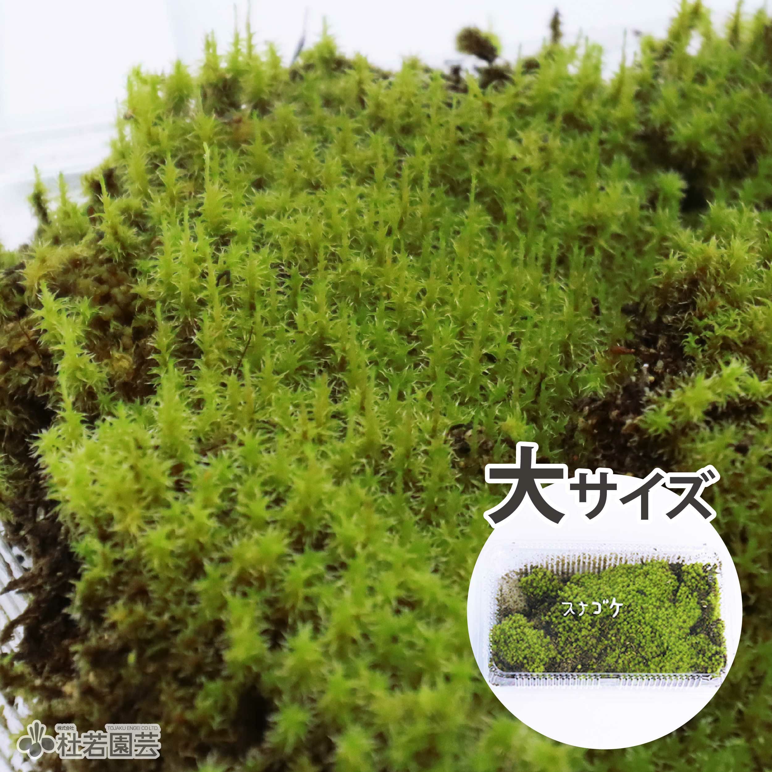 苔品種 スナゴケ（大）【苔、コケ、こけ】 | 杜若園芸WEBショップ