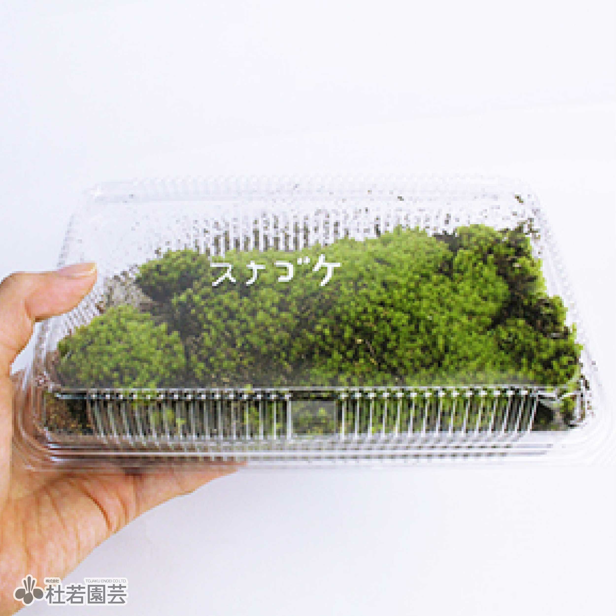 苔品種 スナゴケ（大）【苔、コケ、こけ】 | 杜若園芸WEBショップ