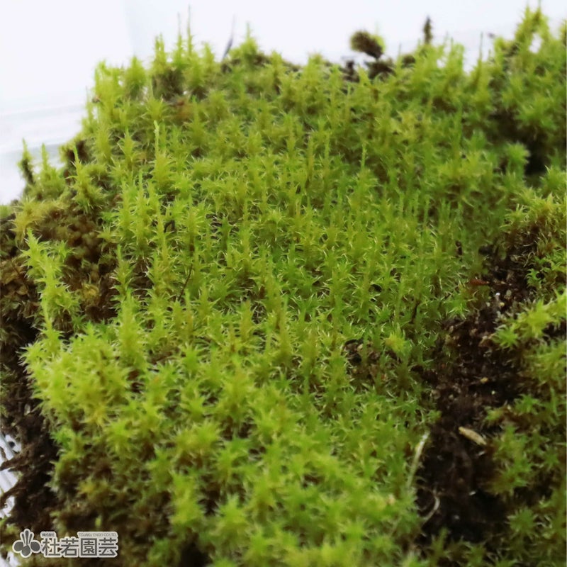 苔品種 スナゴケ（大）【苔、コケ、こけ】 | 杜若園芸WEBショップ 