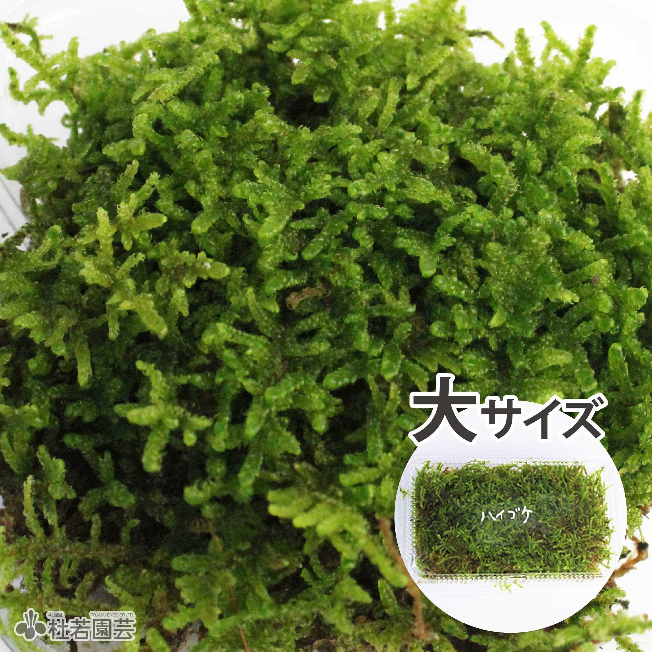 苔多種類 苔品種 ハイゴケ（大）【苔、コケ、こけ】 | 杜若園芸WEBショップ