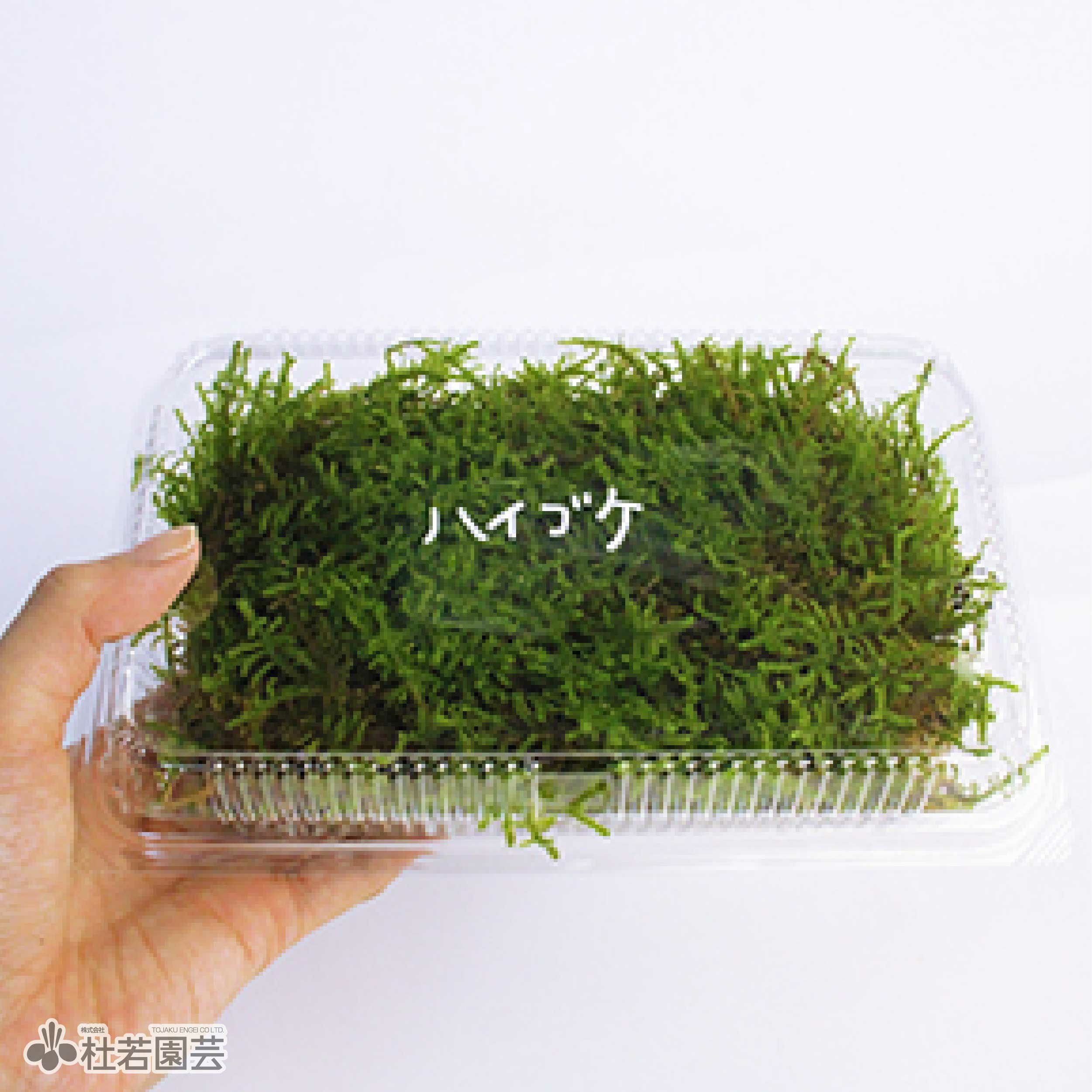 苔品種 ハイゴケ（大）【苔、コケ、こけ】 | 杜若園芸WEBショップ