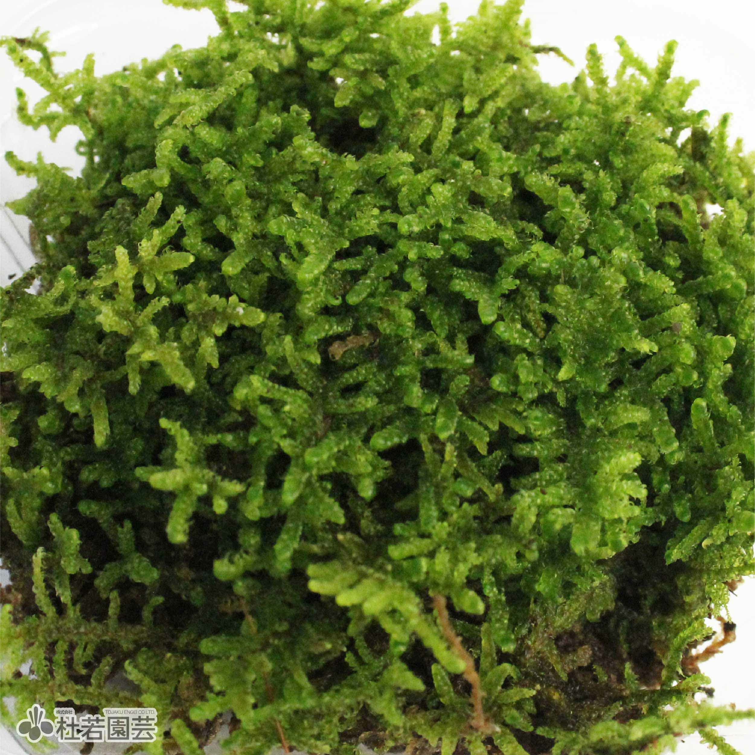 苔品種 ハイゴケ（大）【苔、コケ、こけ】 | 杜若園芸WEBショップ