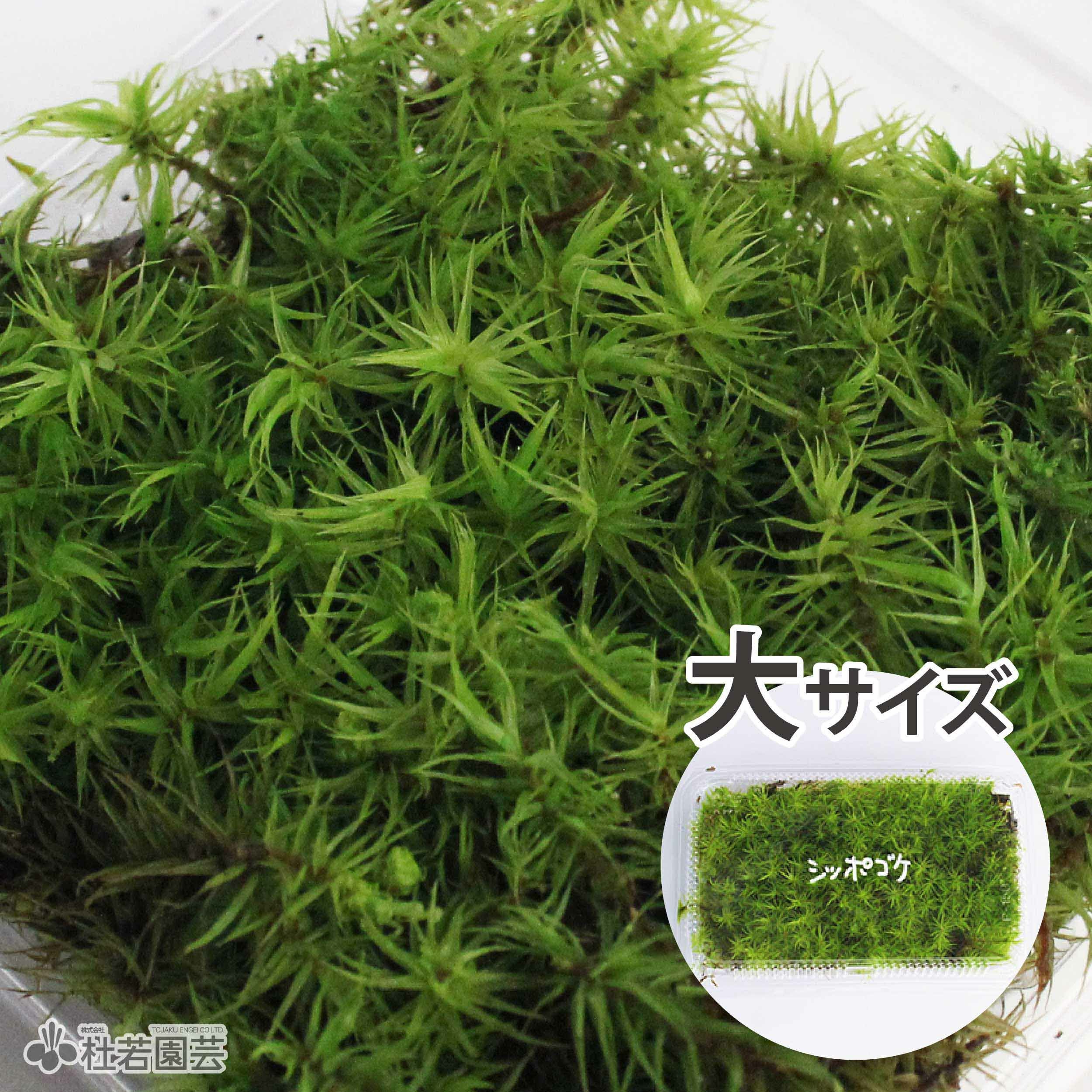 苔品種 スナゴケ（大）【苔、コケ、こけ】 | 杜若園芸WEBショップ