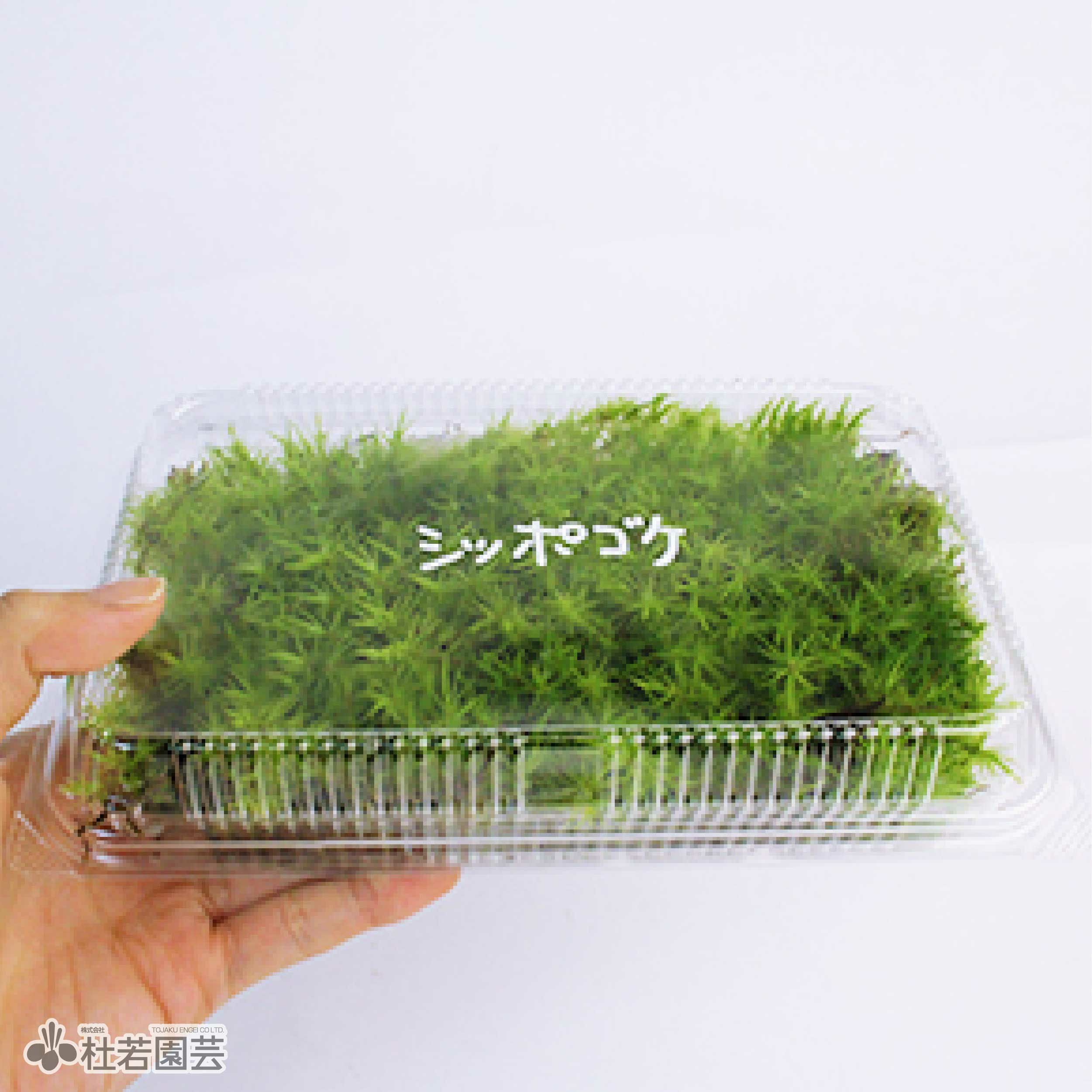 苔品種 シッポゴケ（大）【苔、コケ、こけ】 | 杜若園芸WEBショップ