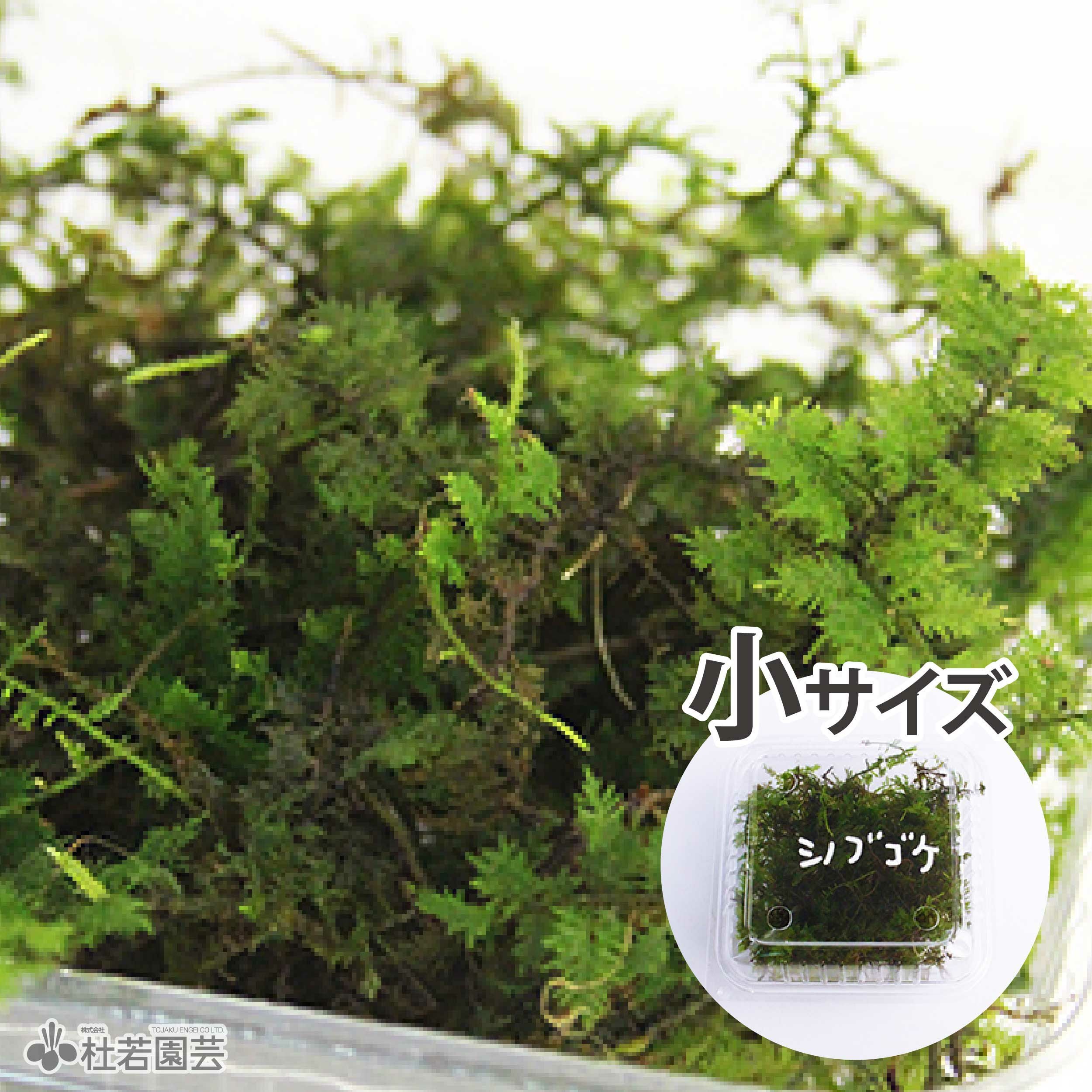 天然 苔 こけ ハイゴケ大トレー(390×580mm) | 苔の販売専門店モスファーム