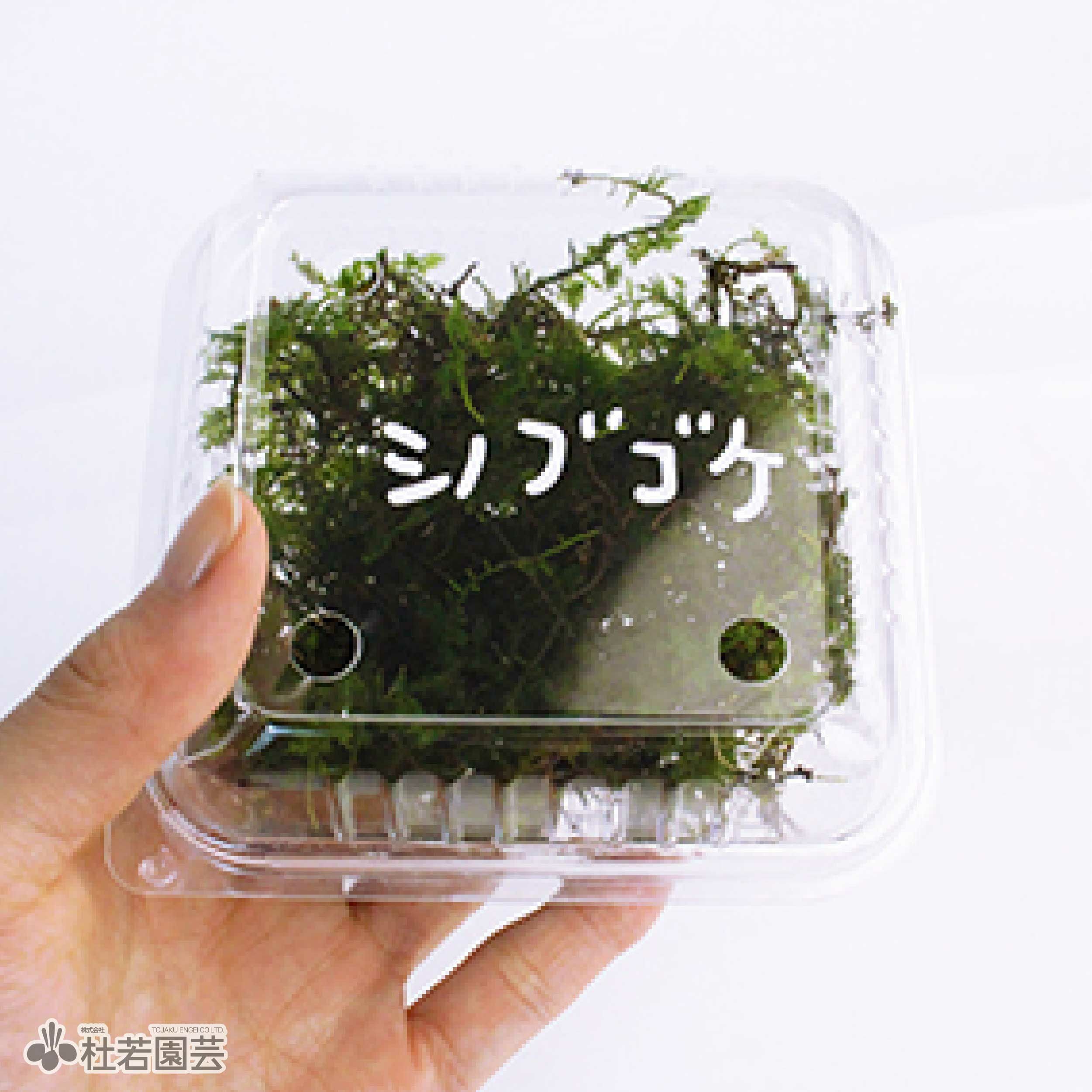 シノブゴケ 高級苔品種 シノブゴケ（小） 【苔、コケ、こけ】 | 杜若園芸WEB
