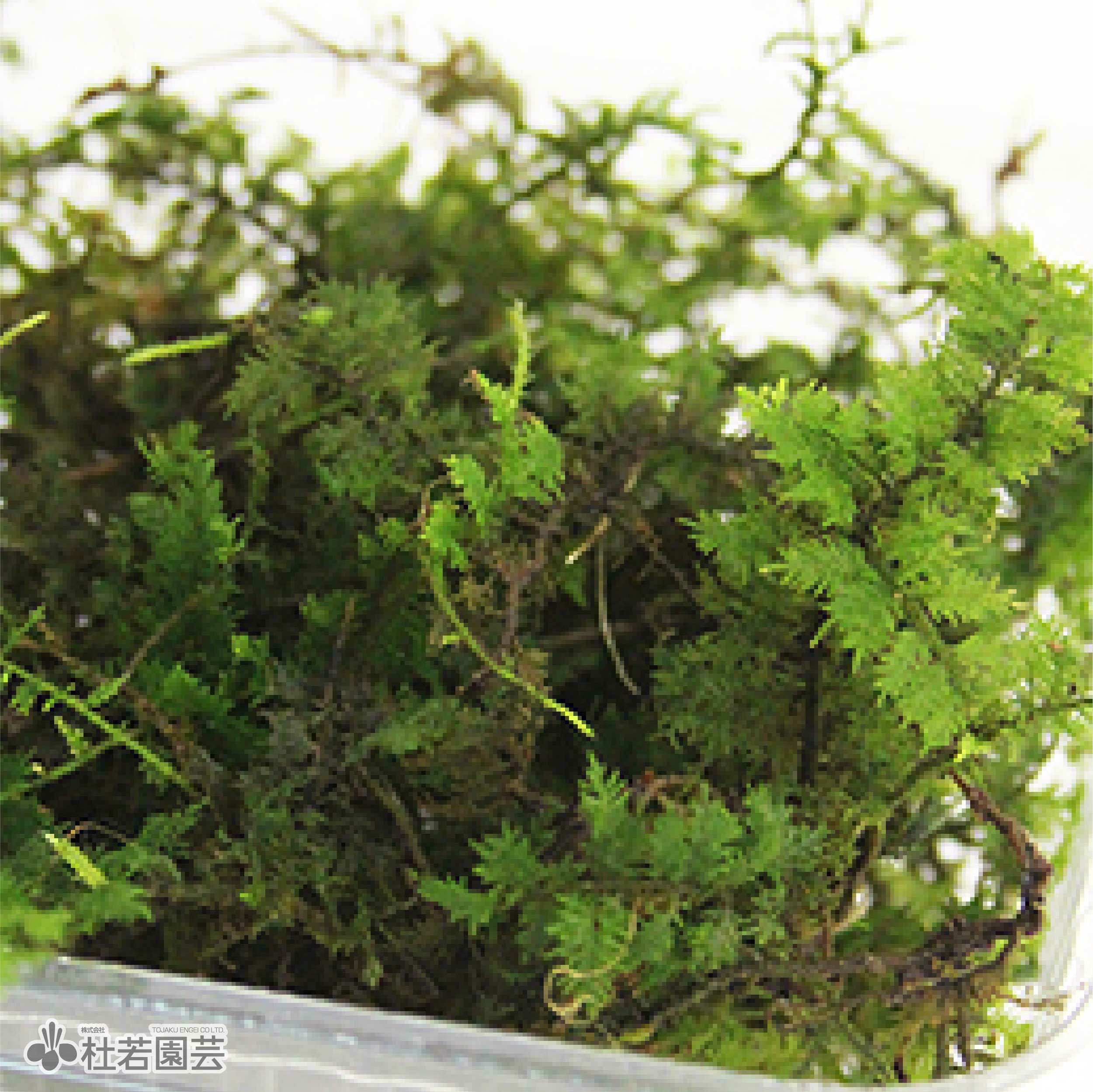 高級苔品種 シノブゴケ（小） 【苔、コケ、こけ】 | 杜若園芸WEB