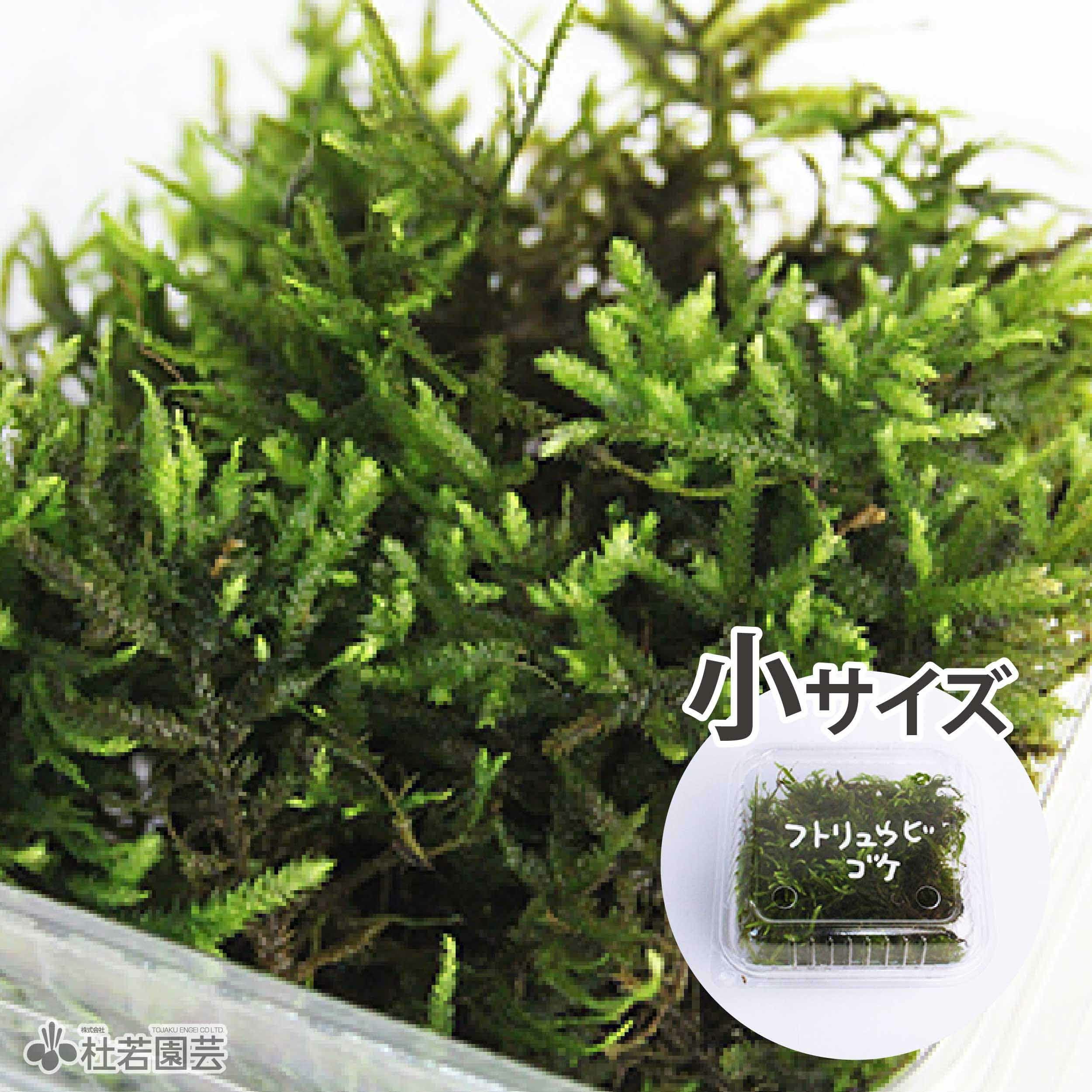 高級苔品種 ホウオウゴケ（大） 【苔、コケ、こけ】 | 杜若園芸WEB