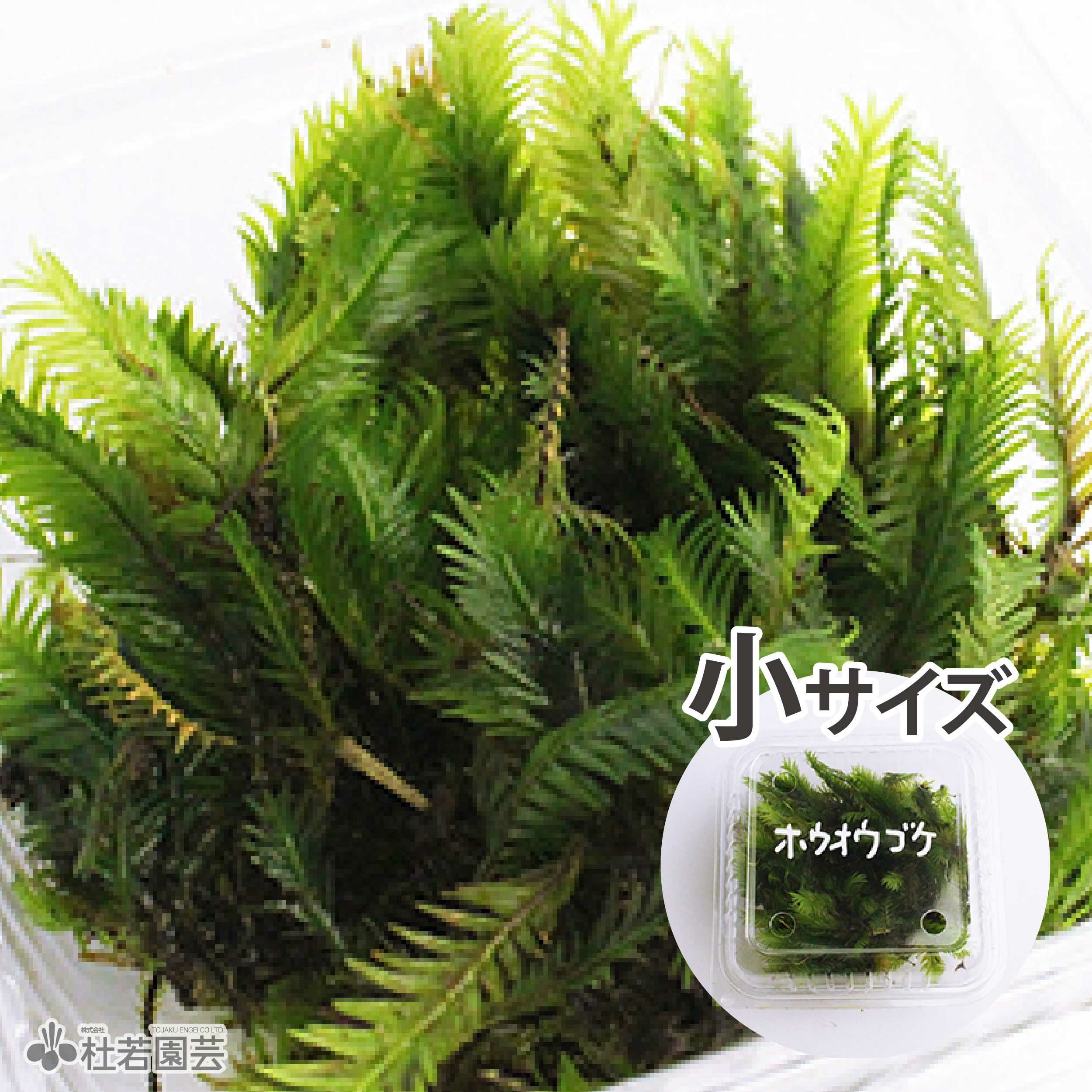 000000003049-01.jpg?size=m&w=