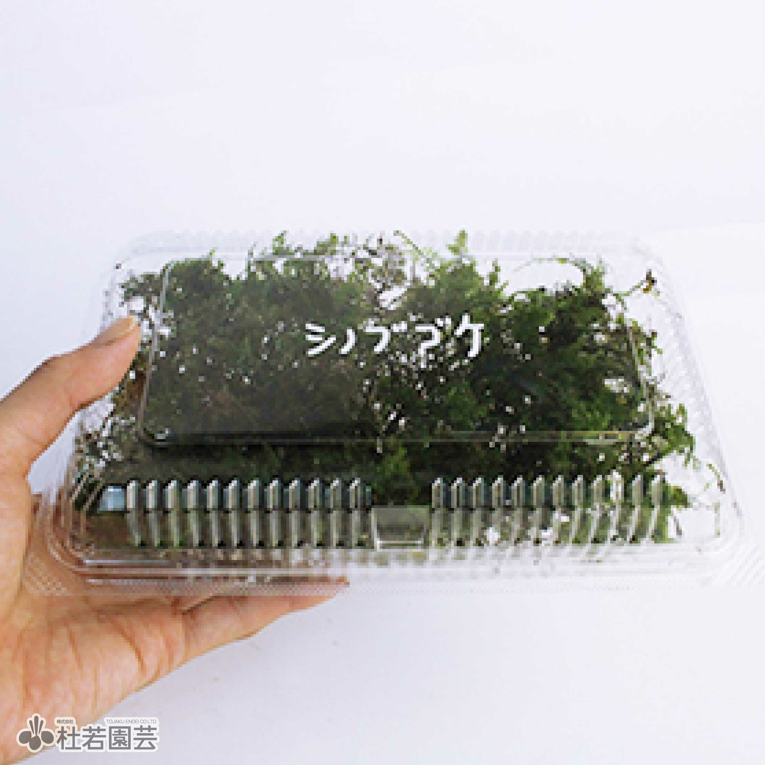 高級苔品種 シノブゴケ（大） 【苔、コケ、こけ】 | 杜若園芸WEB