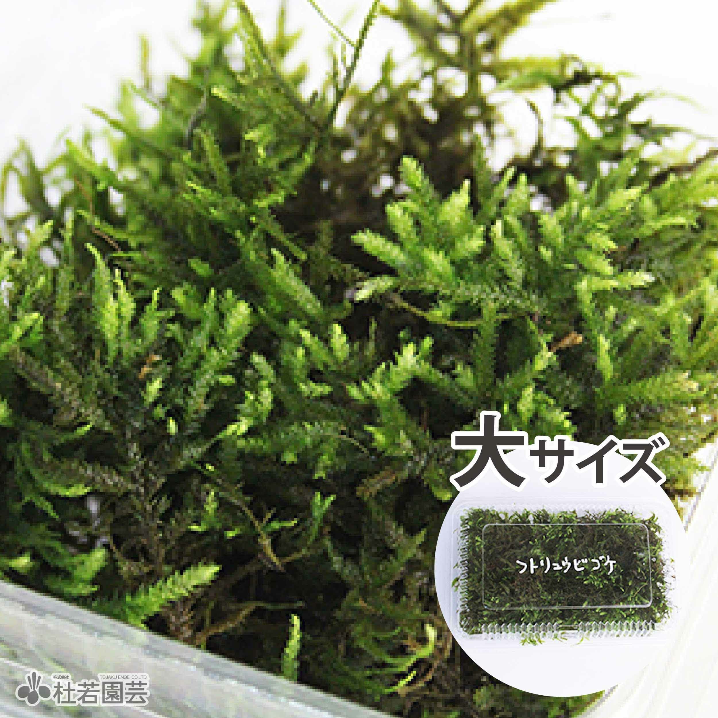 高級苔品種 ホウオウゴケ（大） 【苔、コケ、こけ】 | 杜若園芸WEB