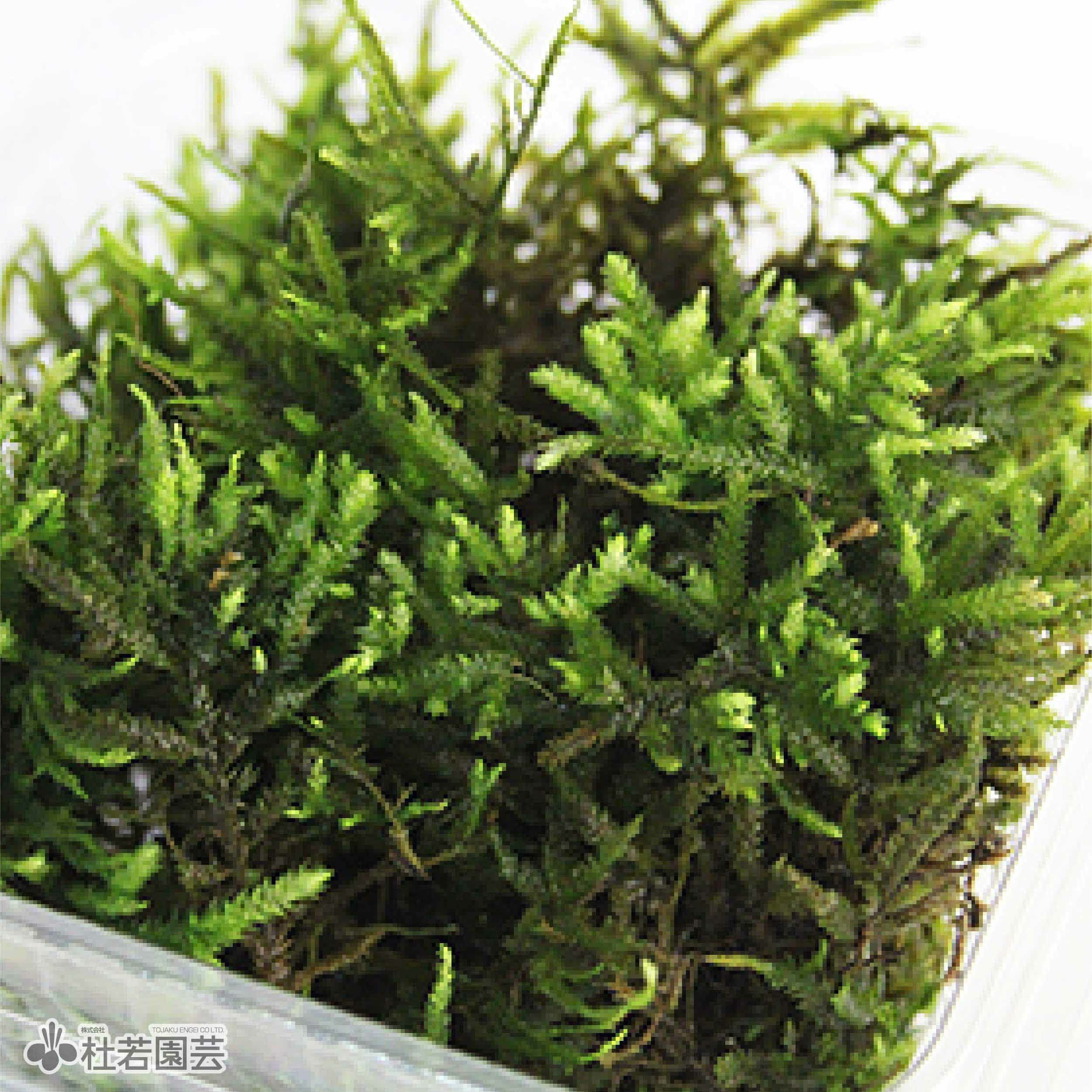 高級苔品種 フトリュウビゴケ（大） 【苔、コケ、こけ】 | 杜若園芸WEB