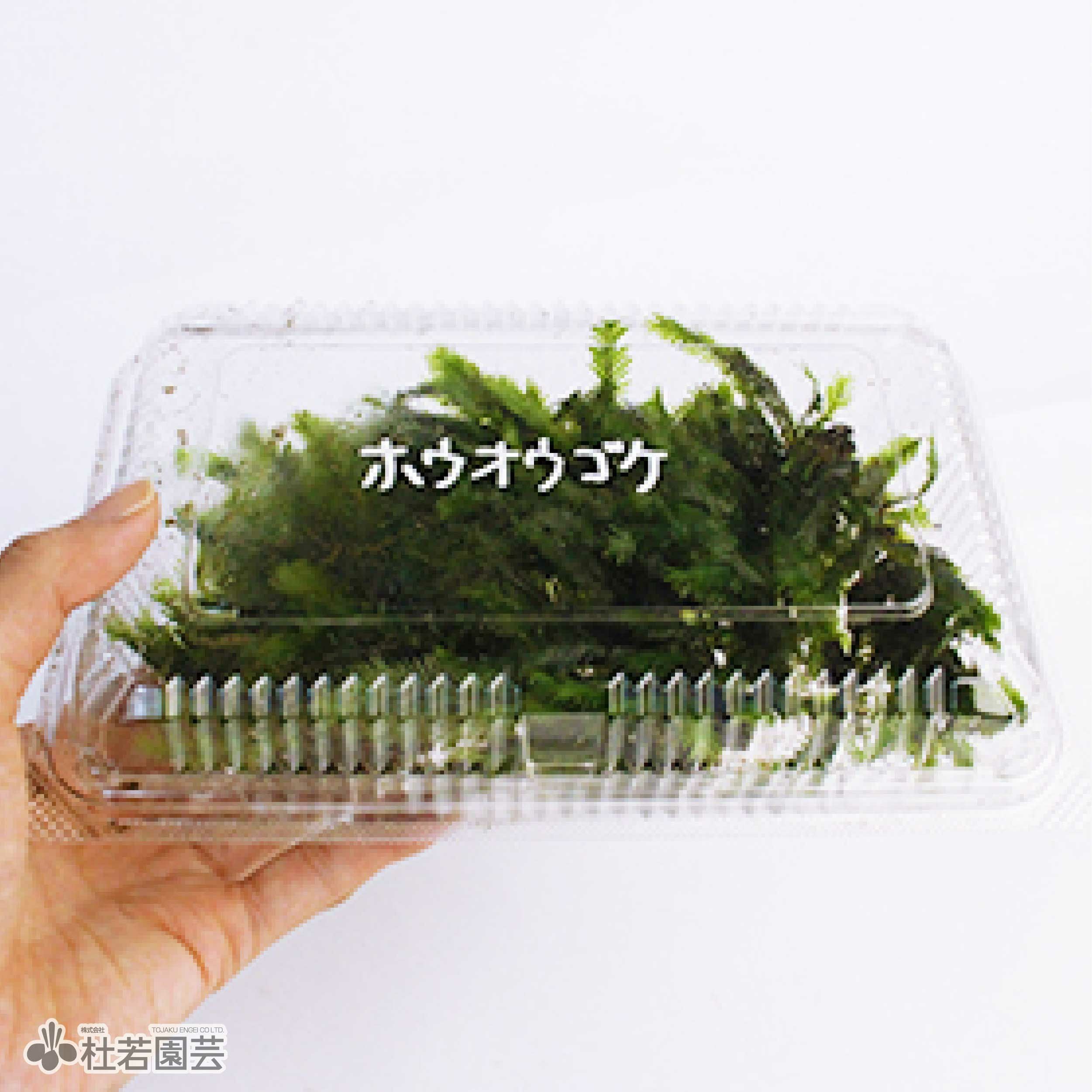高級苔品種 ホウオウゴケ（大） 【苔、コケ、こけ】 | 杜若園芸WEB