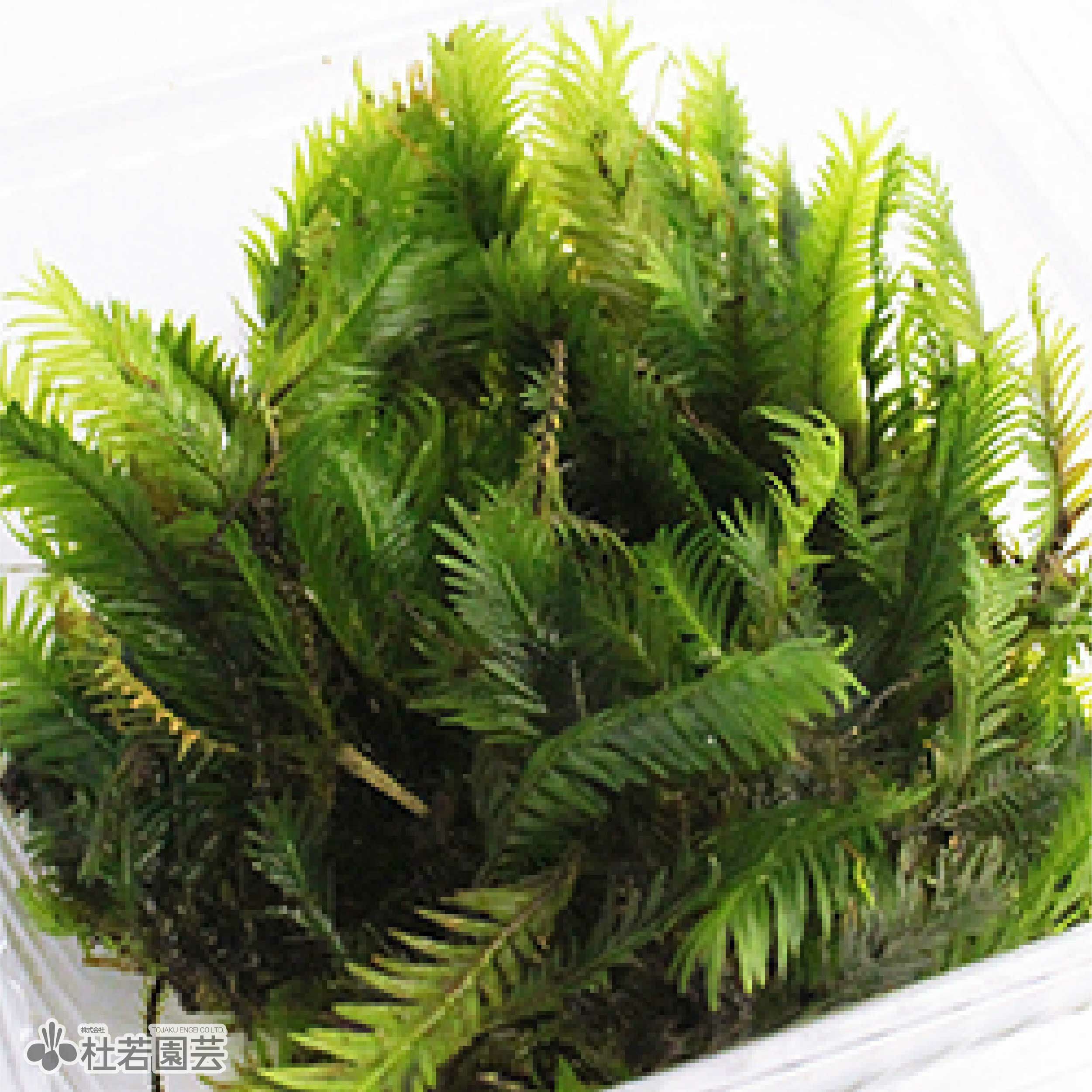 高級苔品種 ホウオウゴケ（大） 【苔、コケ、こけ】 | 杜若園芸WEB