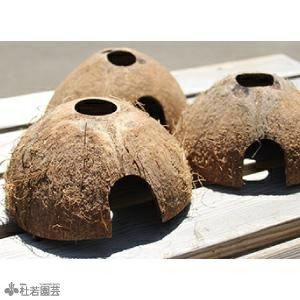 メダカのヤシハウス | 杜若園芸WEBショップ｜水草の生産販売【通販