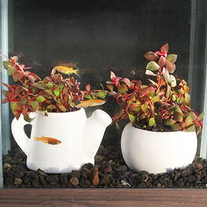 水中赤色水草ポット(ホワイト) | 杜若園芸WEBショップ｜水草の生産販売