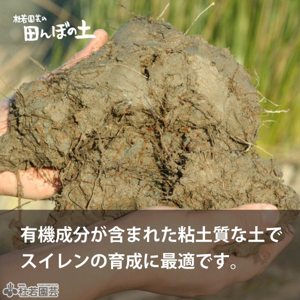 田んぼの土スイレン植え替えセット(丸型カゴ) | 杜若園芸WEBショップ