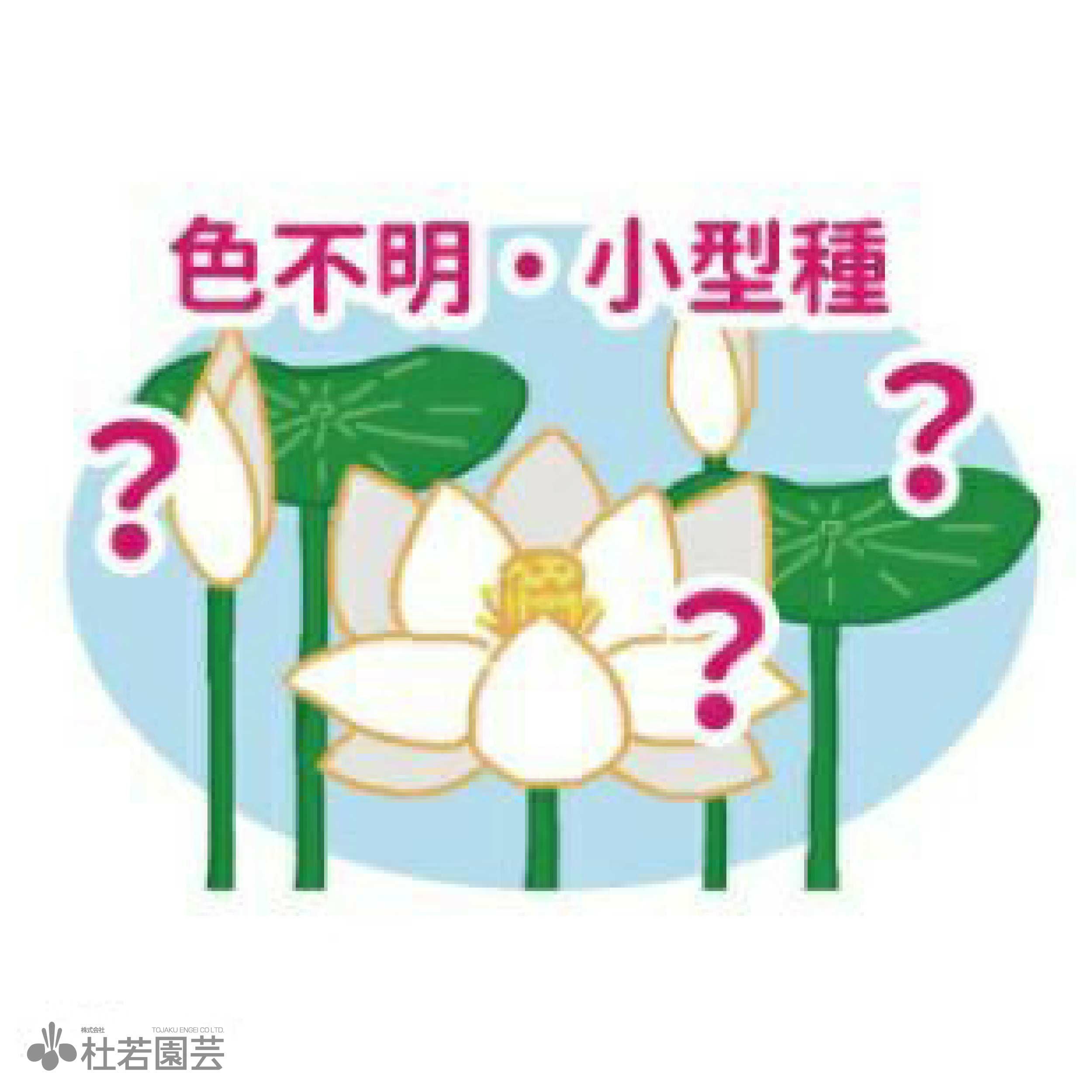 蓮、ハス】 お楽しみ小型蓮(品種不明) ポット苗 | 杜若園芸WEBショップ