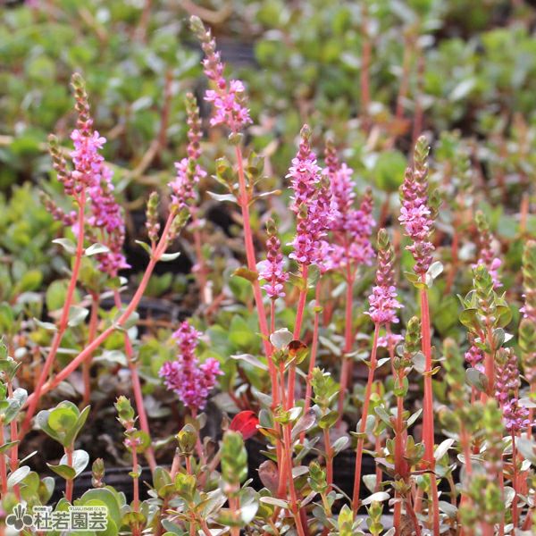水生植物】 ロタラHRA | 杜若園芸WEBショップ｜水草の生産販売【通販