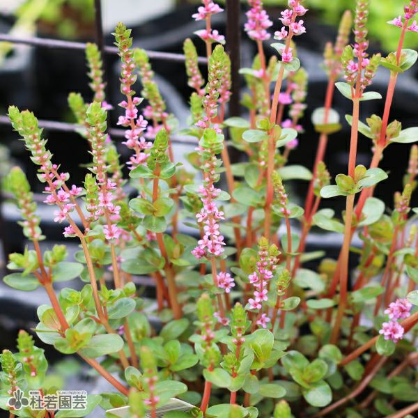 水草 taro 水生植物】 ロタラHRA | 杜若園芸WEBショップ｜水草の生産販売【通販