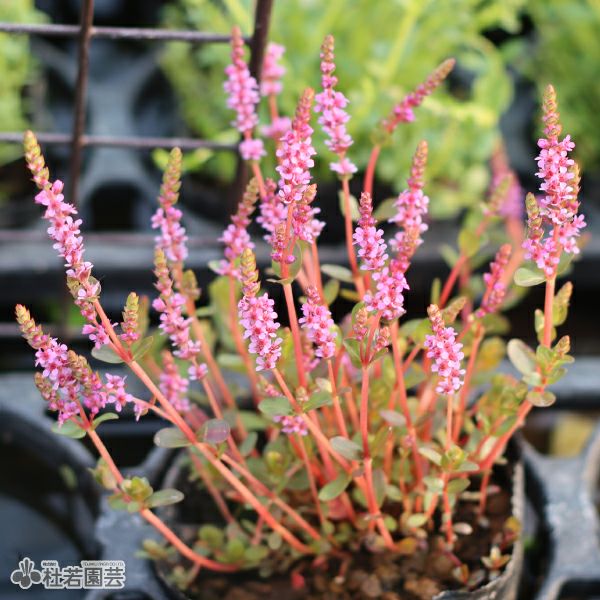 水生植物】 ロタラHRA | 杜若園芸WEBショップ｜水草の生産販売【通販