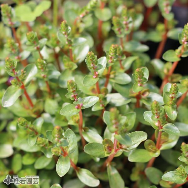 水生植物】 ロタラHRA | 杜若園芸WEBショップ｜水草の生産販売【通販