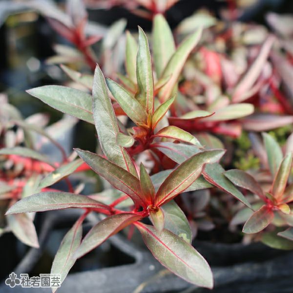 水生植物】ホシクサsp.クチ | 杜若園芸WEBショップ｜水草の生産販売