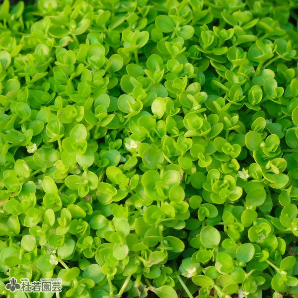 水生植物】 ニューラージパールグラス | 杜若園芸WEBショップ｜水草の