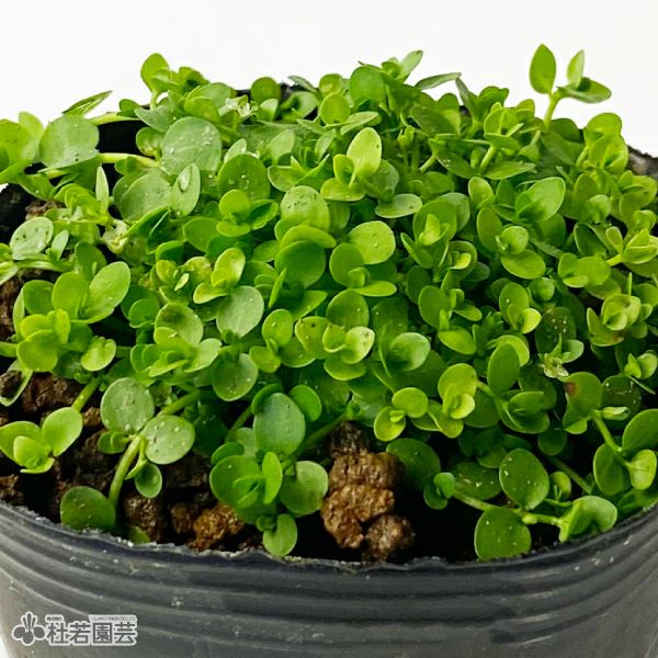 水生植物】 ニューラージパールグラス | 杜若園芸WEBショップ｜水草の