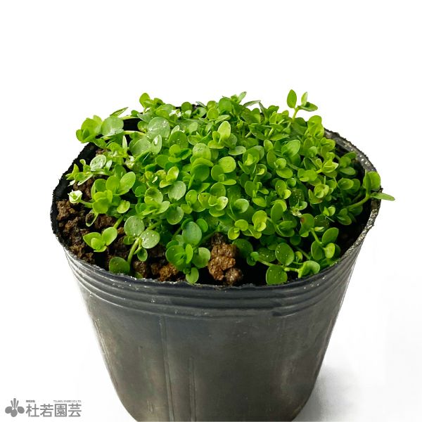 水生植物】 ニューラージパールグラス | 杜若園芸WEBショップ｜水草の