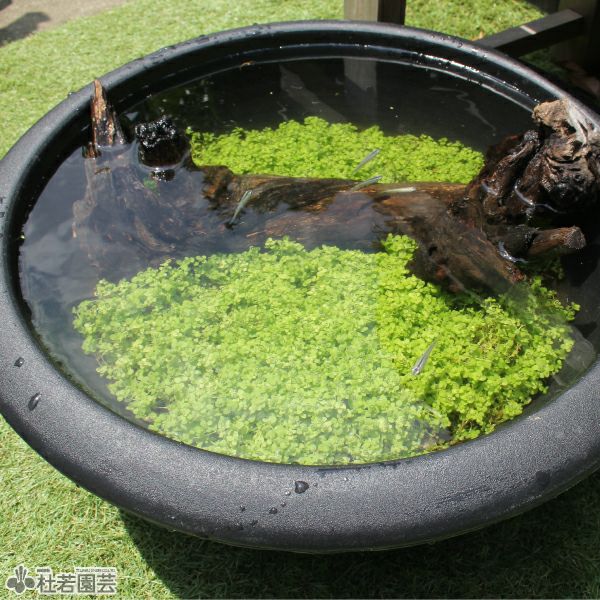 水生植物】 ニューラージパールグラス | 杜若園芸WEBショップ｜水草の