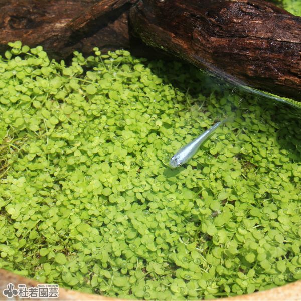 水生植物】 ニューラージパールグラス | 杜若園芸WEBショップ｜水草の