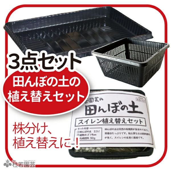 ⭐️四菜盆✖️4セット The BONSAI栽培セット - 聖新陶芸株式会社