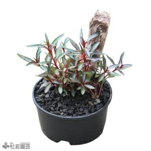 メダカの隠れ水草丸ポット | 杜若園芸WEBショップ｜水草の生産販売