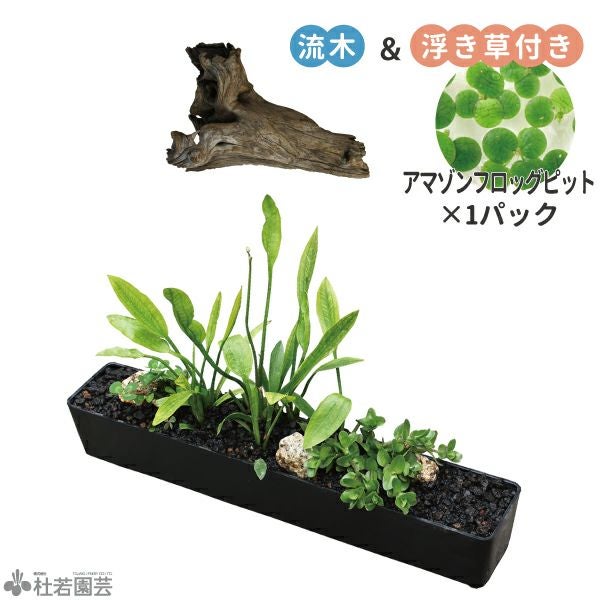 水中横長アレンジS＜C＞ | 杜若園芸WEBショップ｜水草の生産販売【通販