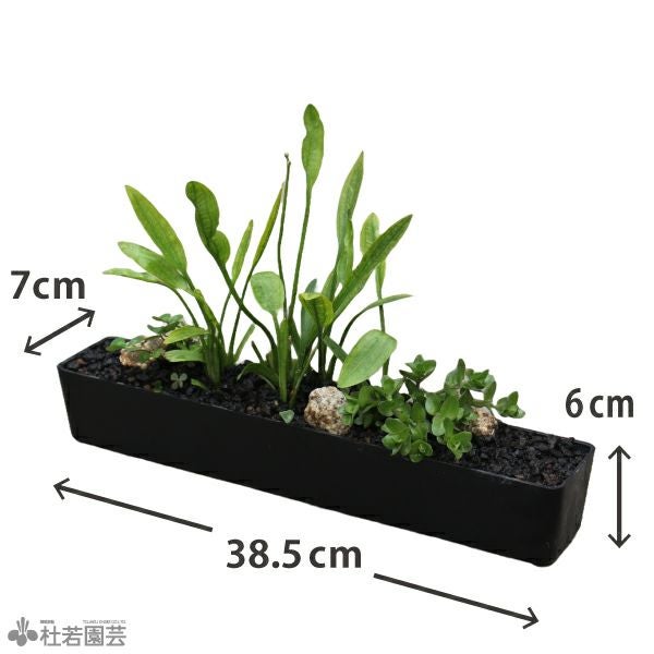 水中横長アレンジS＜C＞ | 杜若園芸WEBショップ｜水草の生産販売【通販