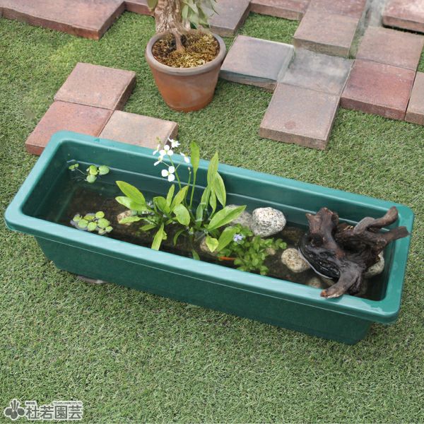 水中横長アレンジS＜C＞ | 杜若園芸WEBショップ｜水草の生産販売【通販