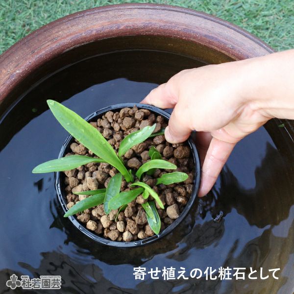 水質浄化土中粒 3リットル（硬質土） | 杜若園芸WEBショップ｜水草の