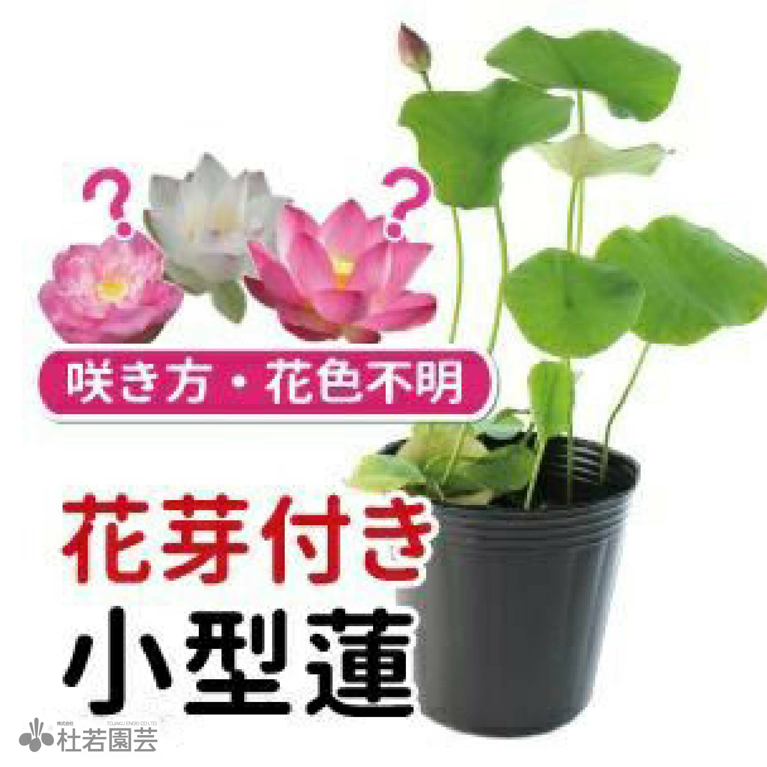 【蓮・ハス】マドンナ　花芽付き　容器ごと 蓮、ハス】爪紅茶碗蓮(つまべにちゃわんばす)【小型種】 | 杜若園芸WEB