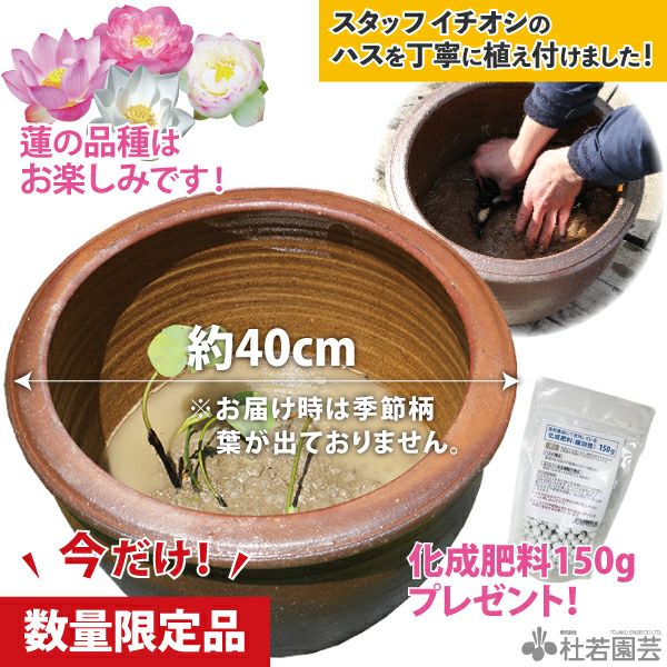お楽しみ小型蓮苗 植え付け済み陶器鉢【肥料150gプレゼント